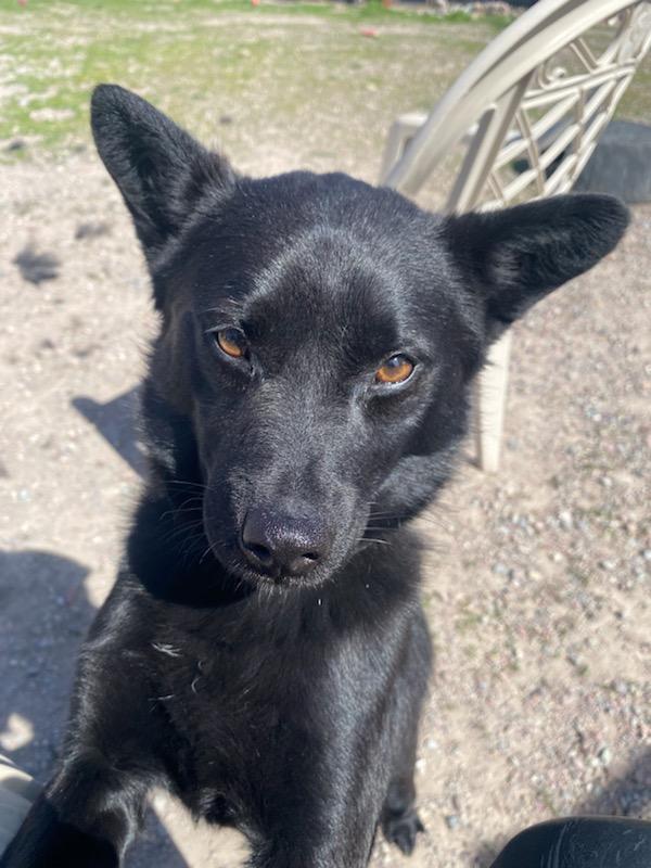 Captain Jack, a ADOPTABLE mixed breed in Polson, MT image 3/4