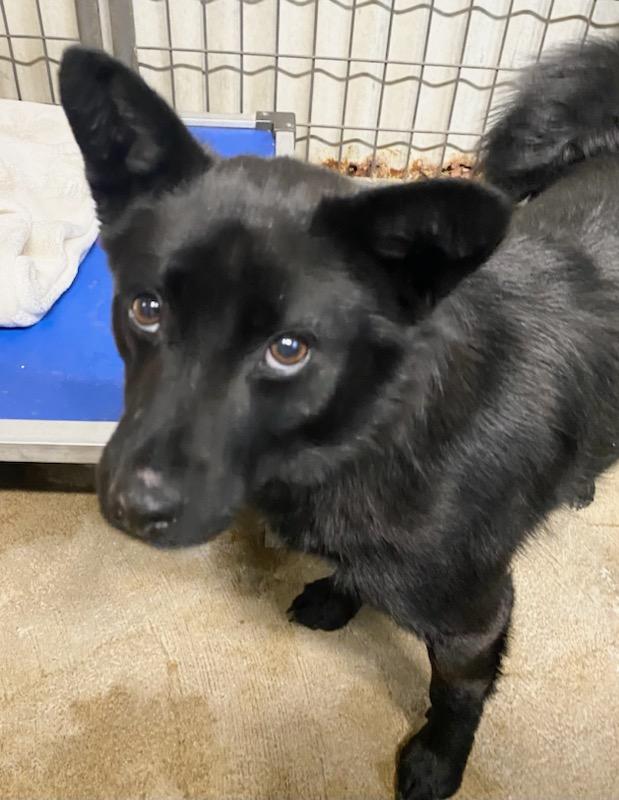 Captain Jack, a ADOPTABLE mixed breed in Polson, MT image 4/4