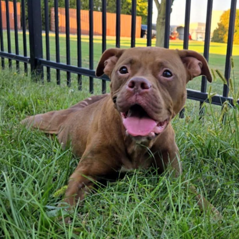 Belly, adoptable, Adult Female Boxer.
