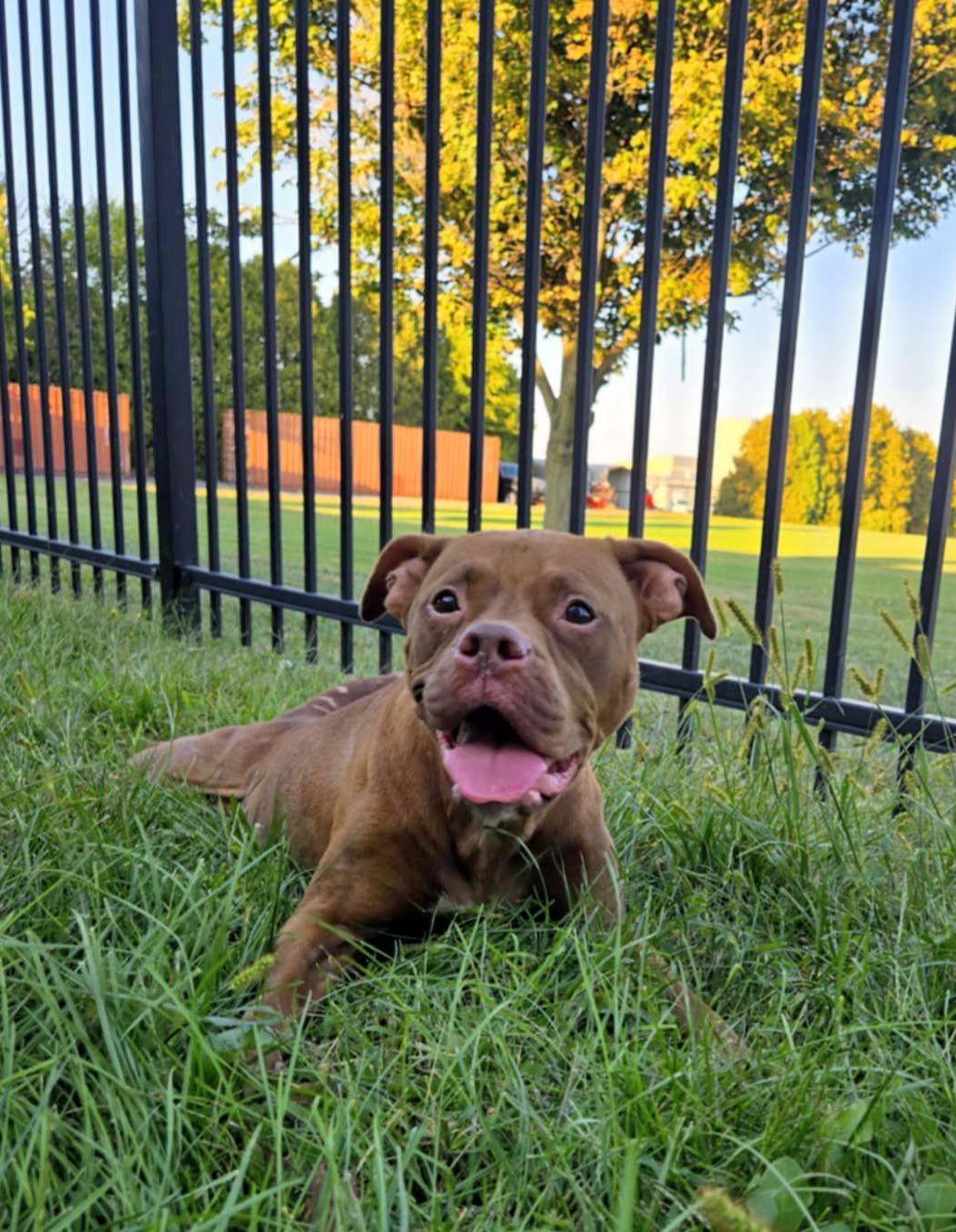 Belly, an adoptable mixed breed in Valparaiso, IN image 2/2