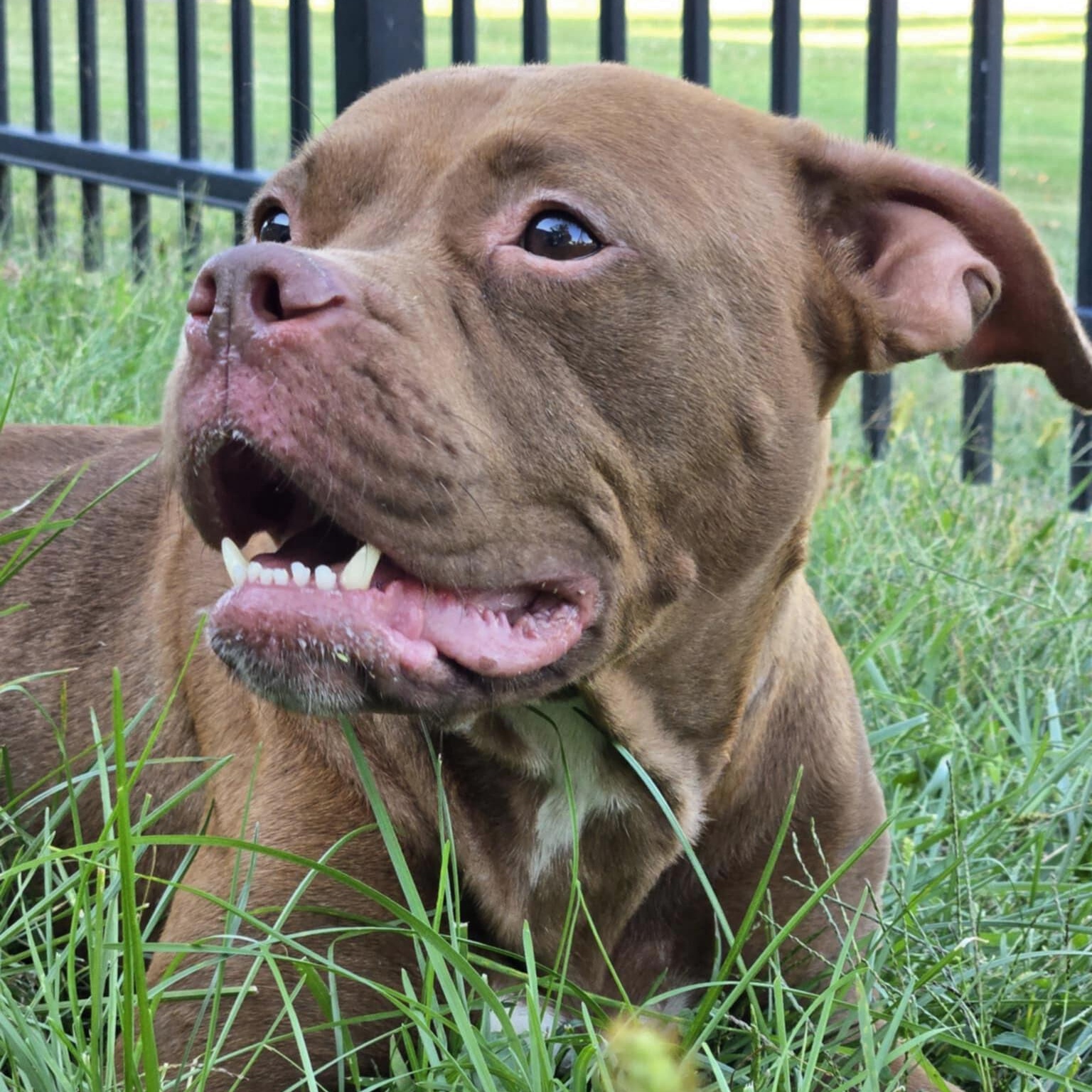 Belly, adoptable, Adult Female Boxer.