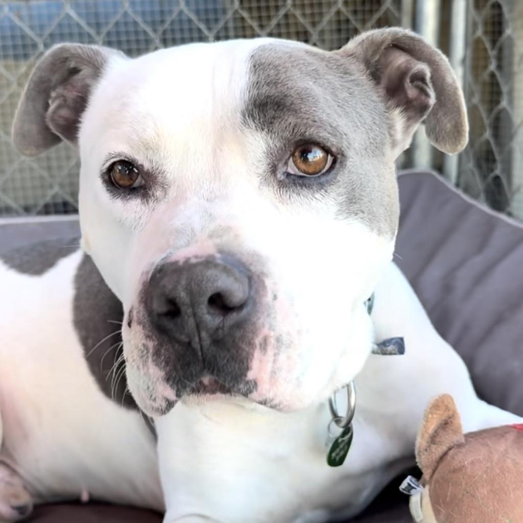 Enlarge Nashville, a Adopted Pit Bull Terrier in Kensington, CA image 1/5