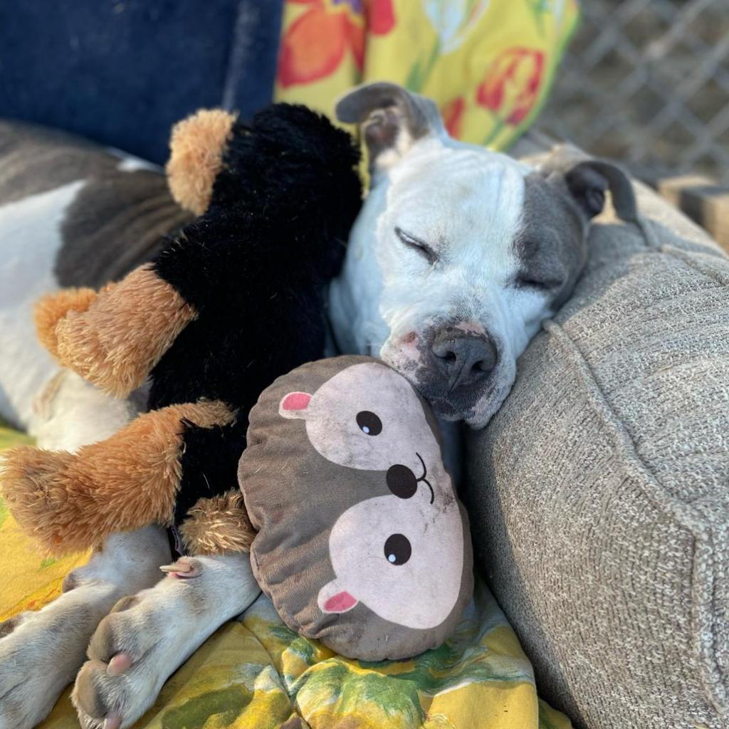 Enlarge Nashville, a Adopted Pit Bull Terrier in Kensington, CA image 2/5