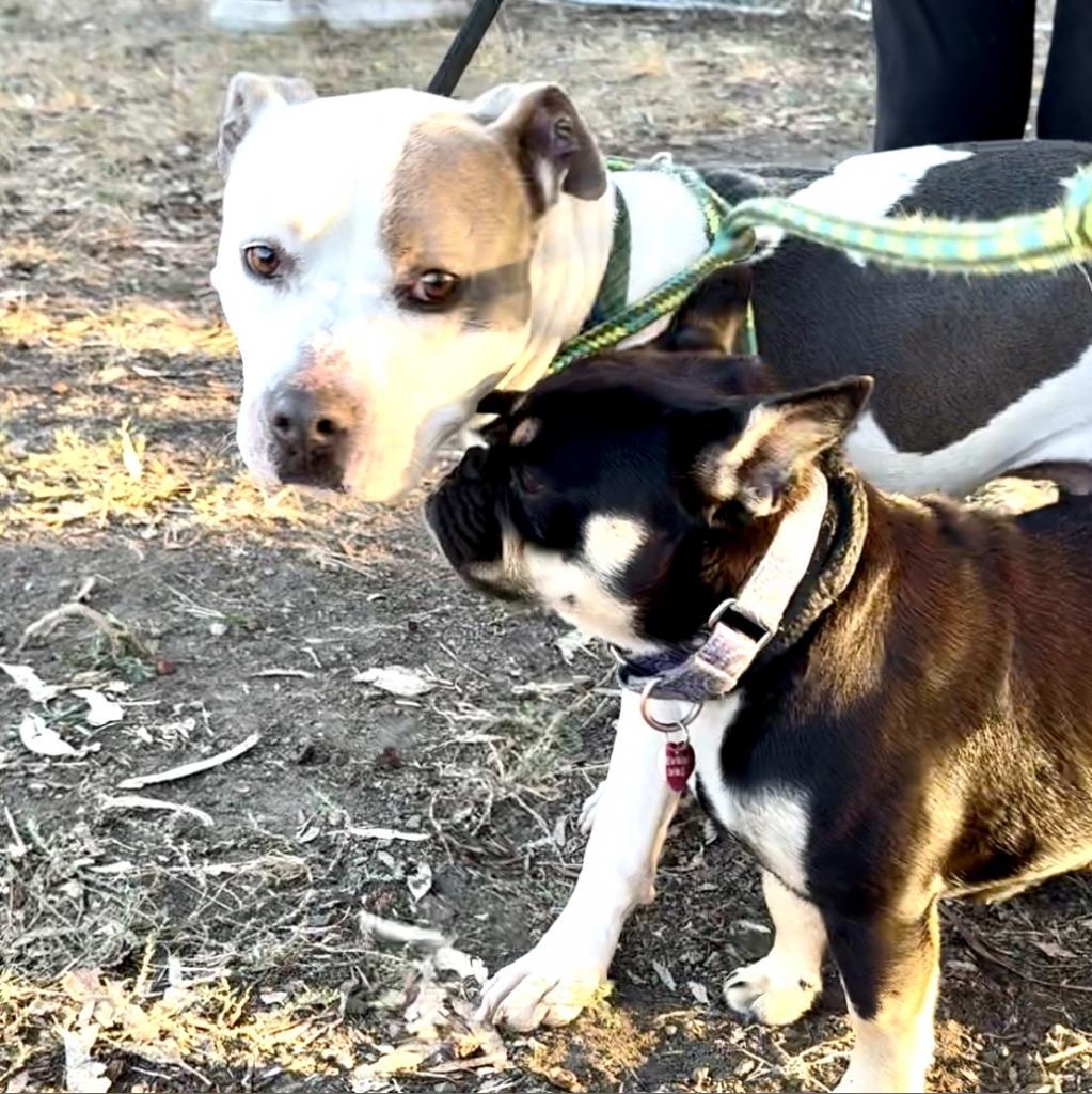 Enlarge Nashville, a Adopted Pit Bull Terrier in Kensington, CA image 3/5