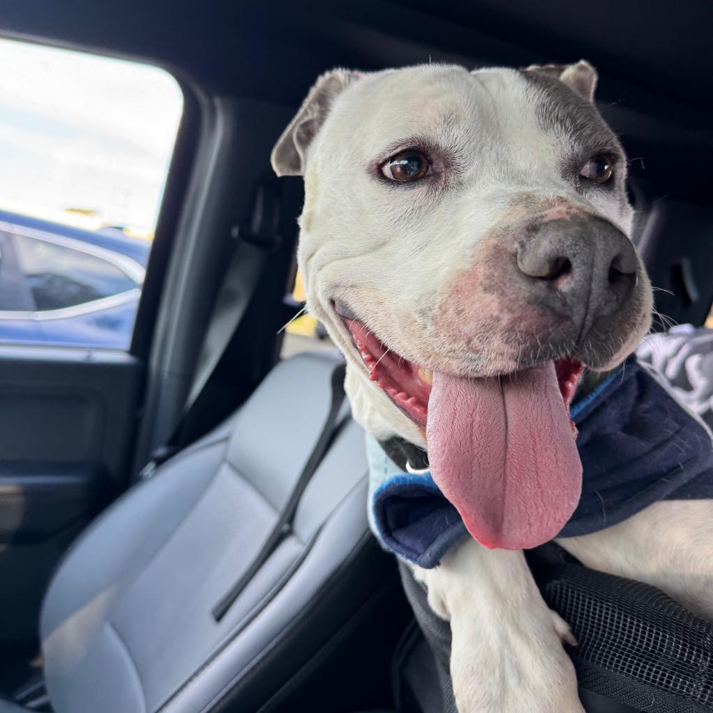 Enlarge Nashville, a Adopted Pit Bull Terrier in Kensington, CA image 4/5