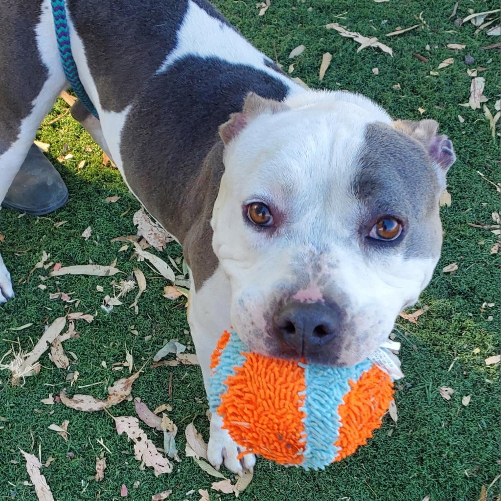 Enlarge Nashville, a Adopted Pit Bull Terrier in Kensington, CA image 5/5