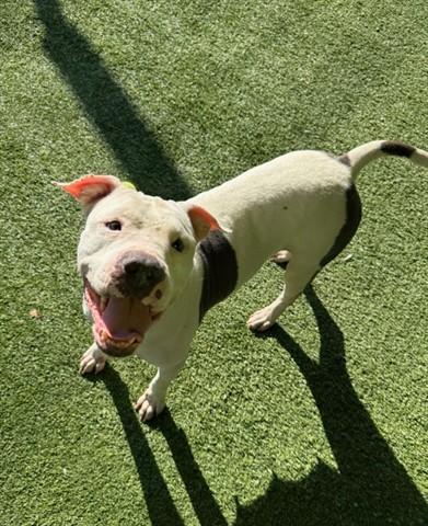 Enlarge BARBECUE, a Adoptable Pit Bull Terrier in Garland, TX image 1/1