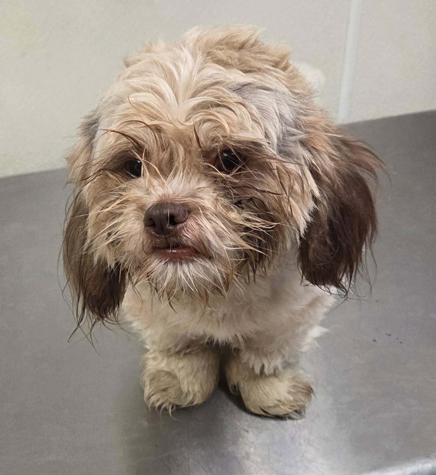 Churro, a ADOPTABLE Shih Tzu in metairie, LA image 5/5