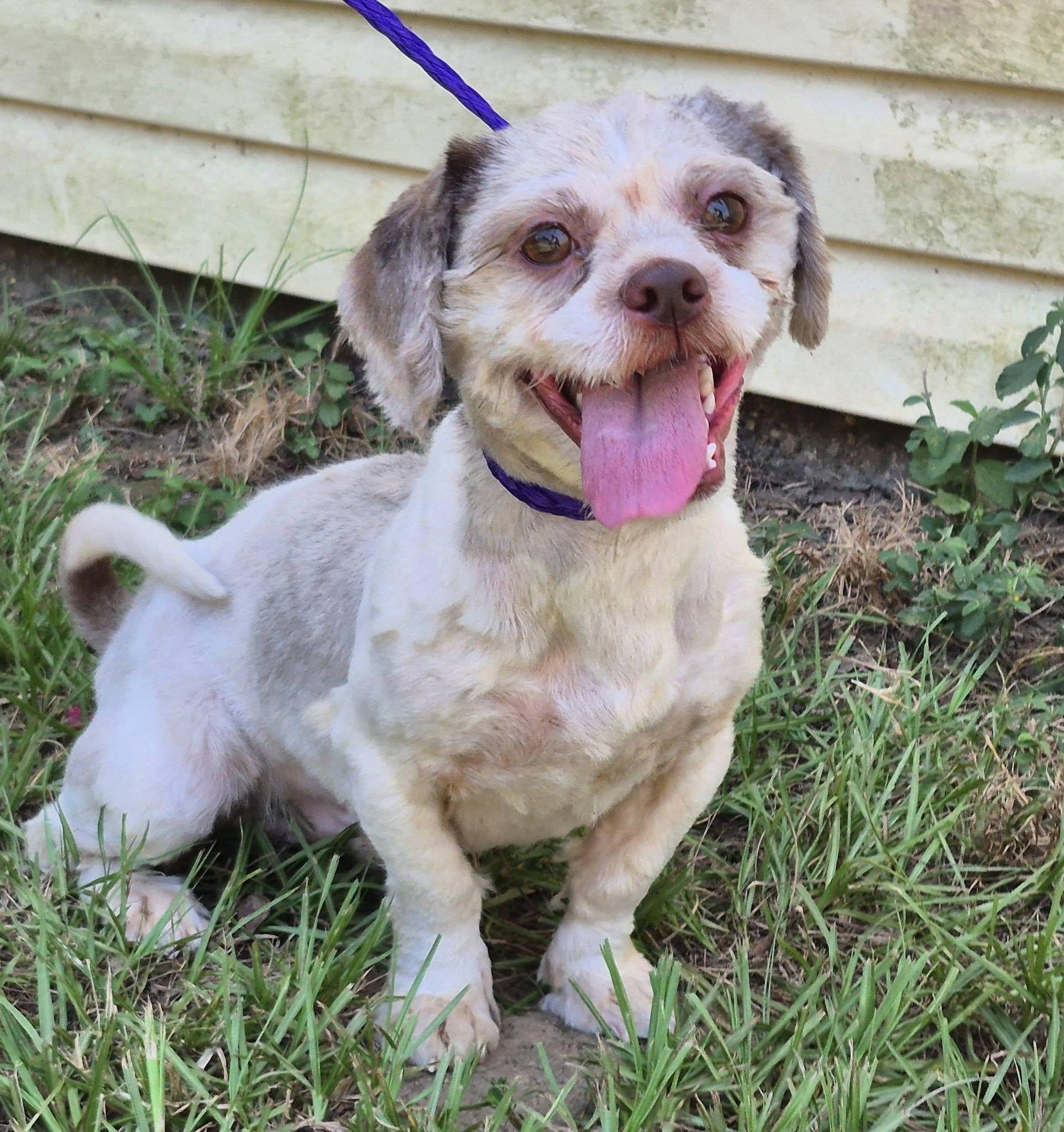 Churro, a ADOPTABLE Shih Tzu in metairie, LA image 3/5