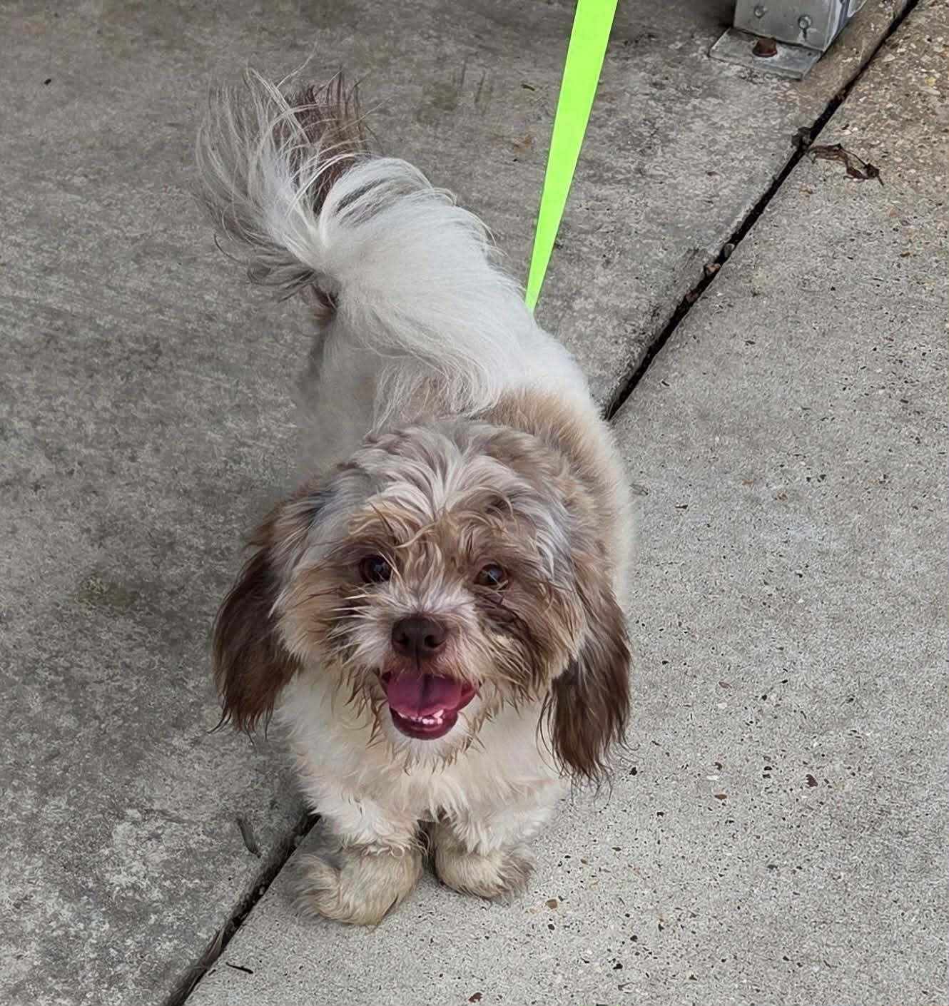 Churro, ADOPTABLE, Adult Male Shih Tzu.