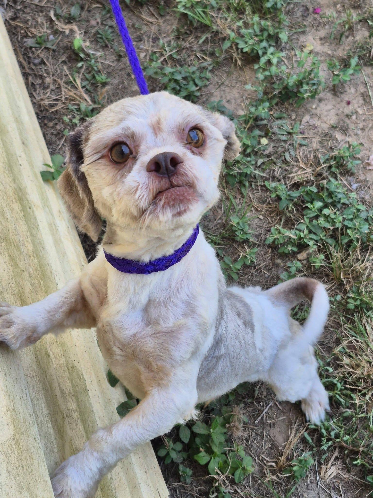 Churro, a ADOPTABLE Shih Tzu in metairie, LA image 4/5