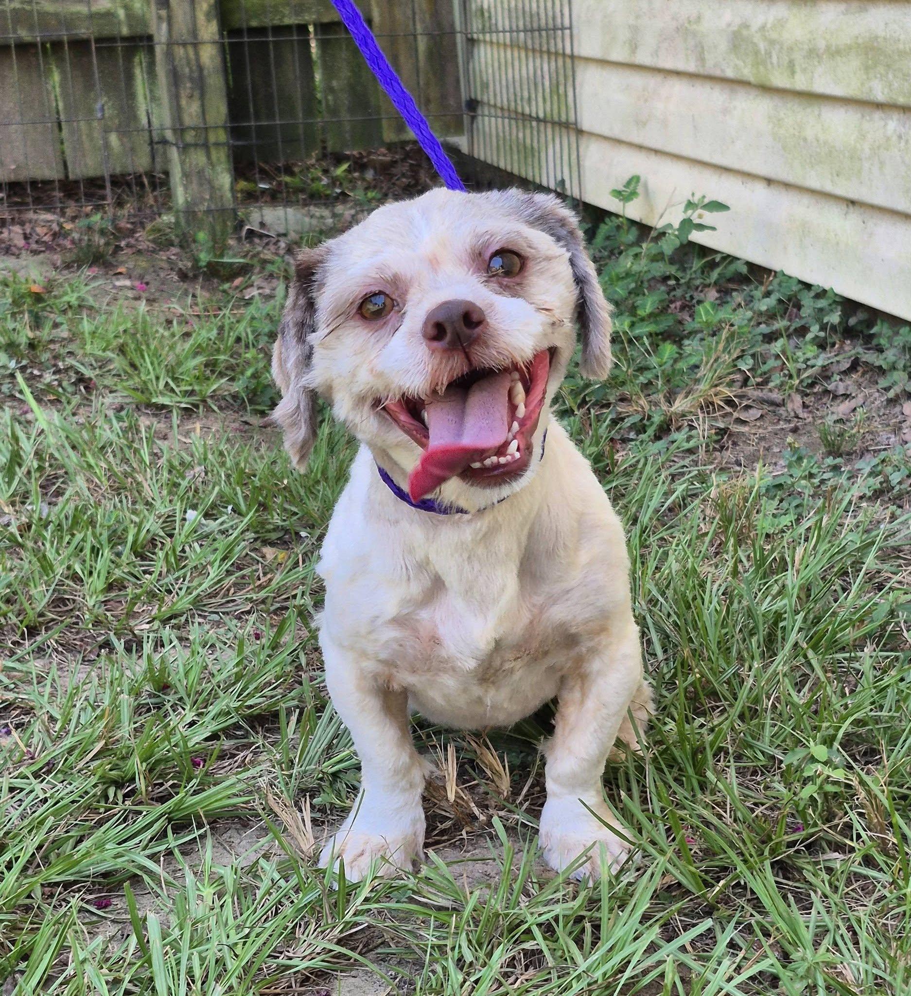 Churro, a ADOPTABLE Shih Tzu in metairie, LA image 2/5