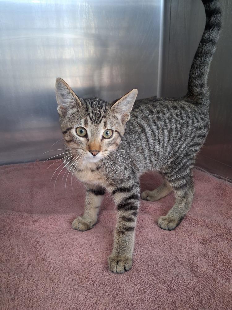 Pooh, Adoptable, Kitten Male Domestic Short Hair & Tabby.