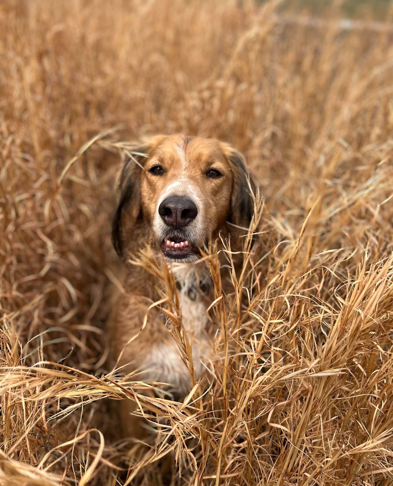 Enlarge Lincoln, a Adoptable mixed breed in Washington, DC image 2/6