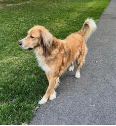 Enlarge Lincoln, a Adoptable mixed breed in Washington, DC image 6/6