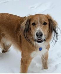 Lincoln, Adoptable, Adult Male English Setter.