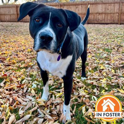 Clyde, a Adoptable mixed breed in Merriam, KS image 1/3