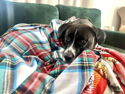 Clyde, a Adoptable mixed breed in Merriam, KS image 2/3