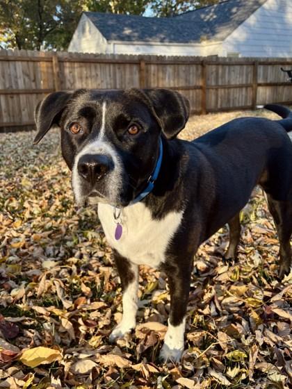 Clyde, a Adoptable mixed breed in Merriam, KS image 3/3