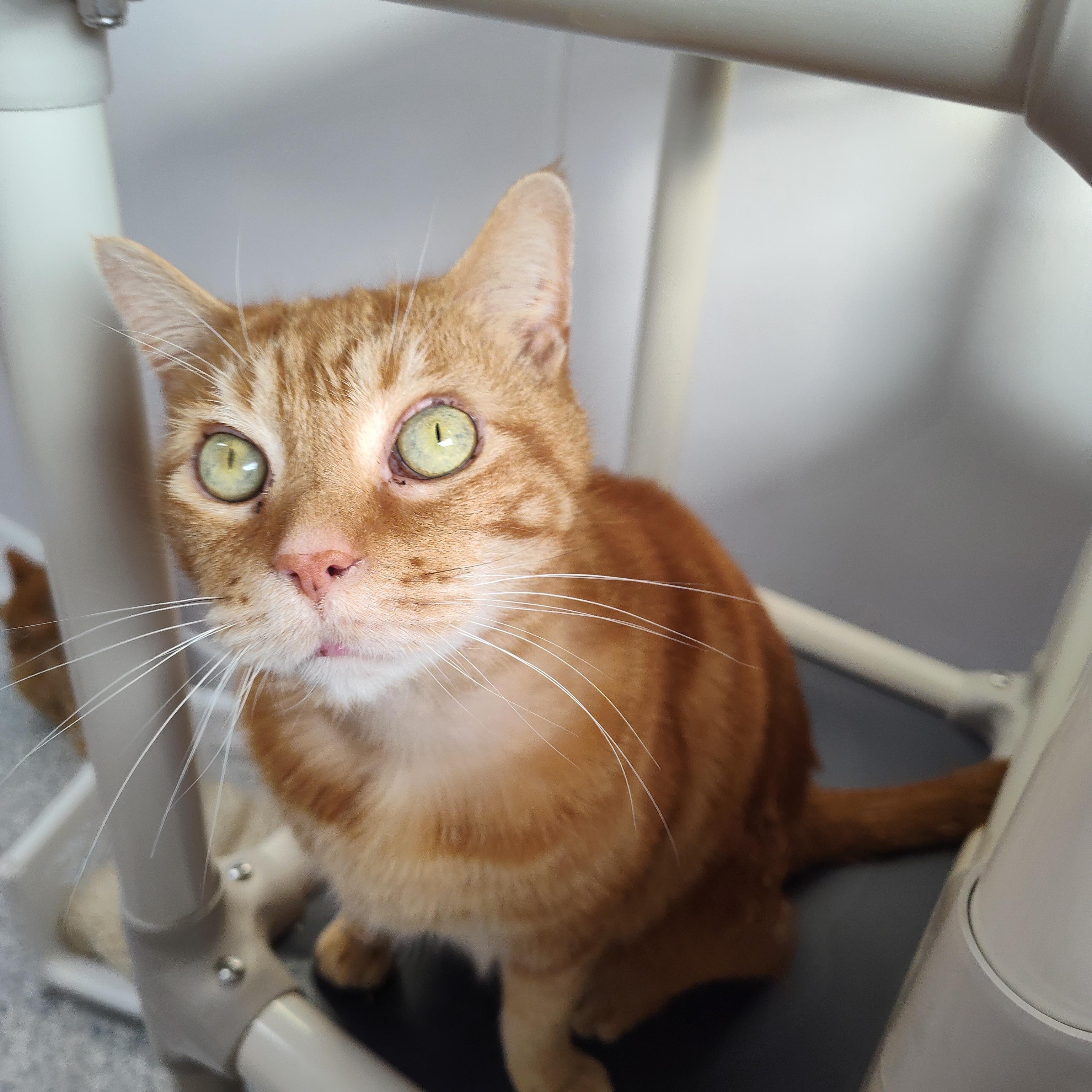 Briar, ADOPTABLE, Senior Male Domestic Short Hair.