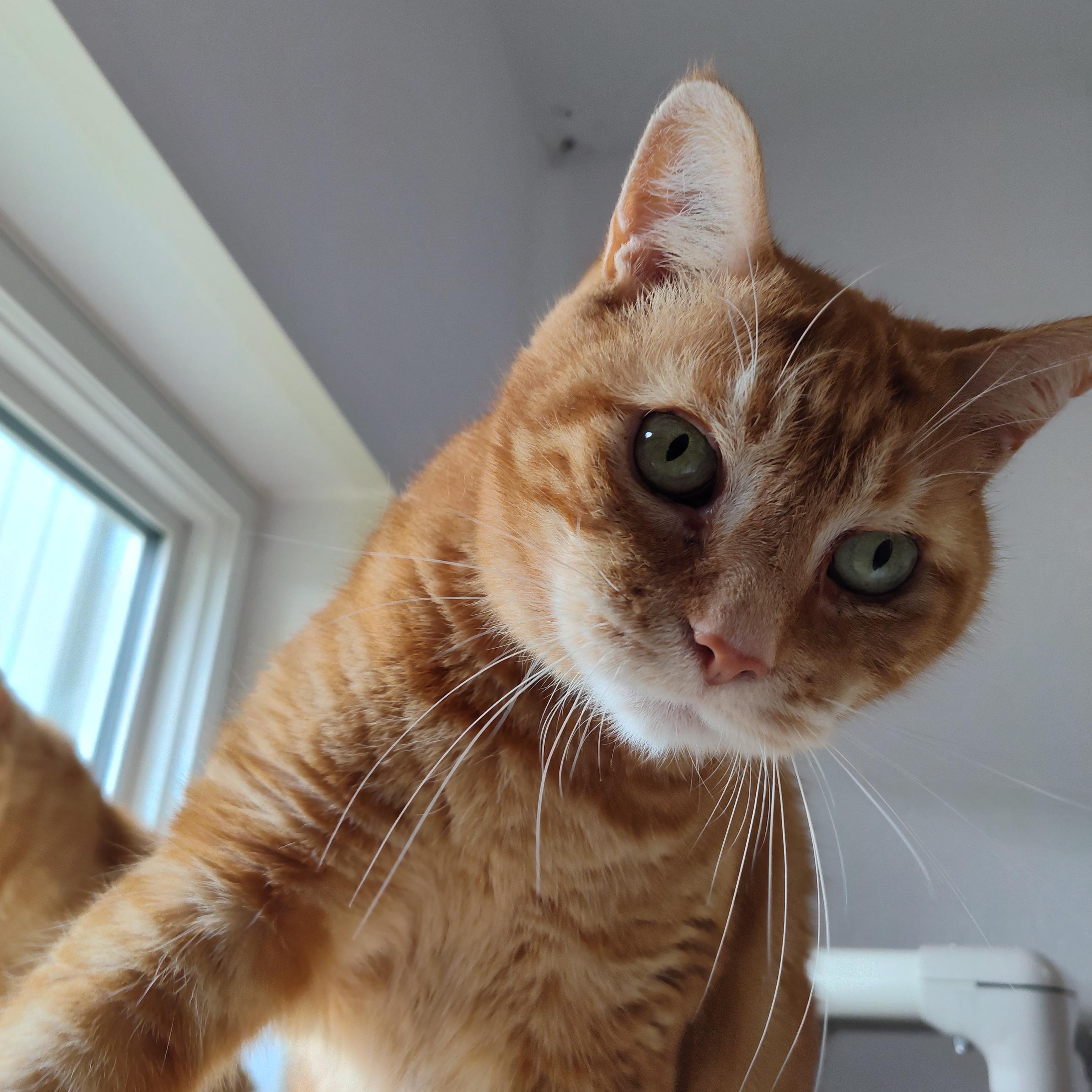 Enlarge Briar, a ADOPTABLE Domestic Short Hair in Stockbridge, MI image 2/6