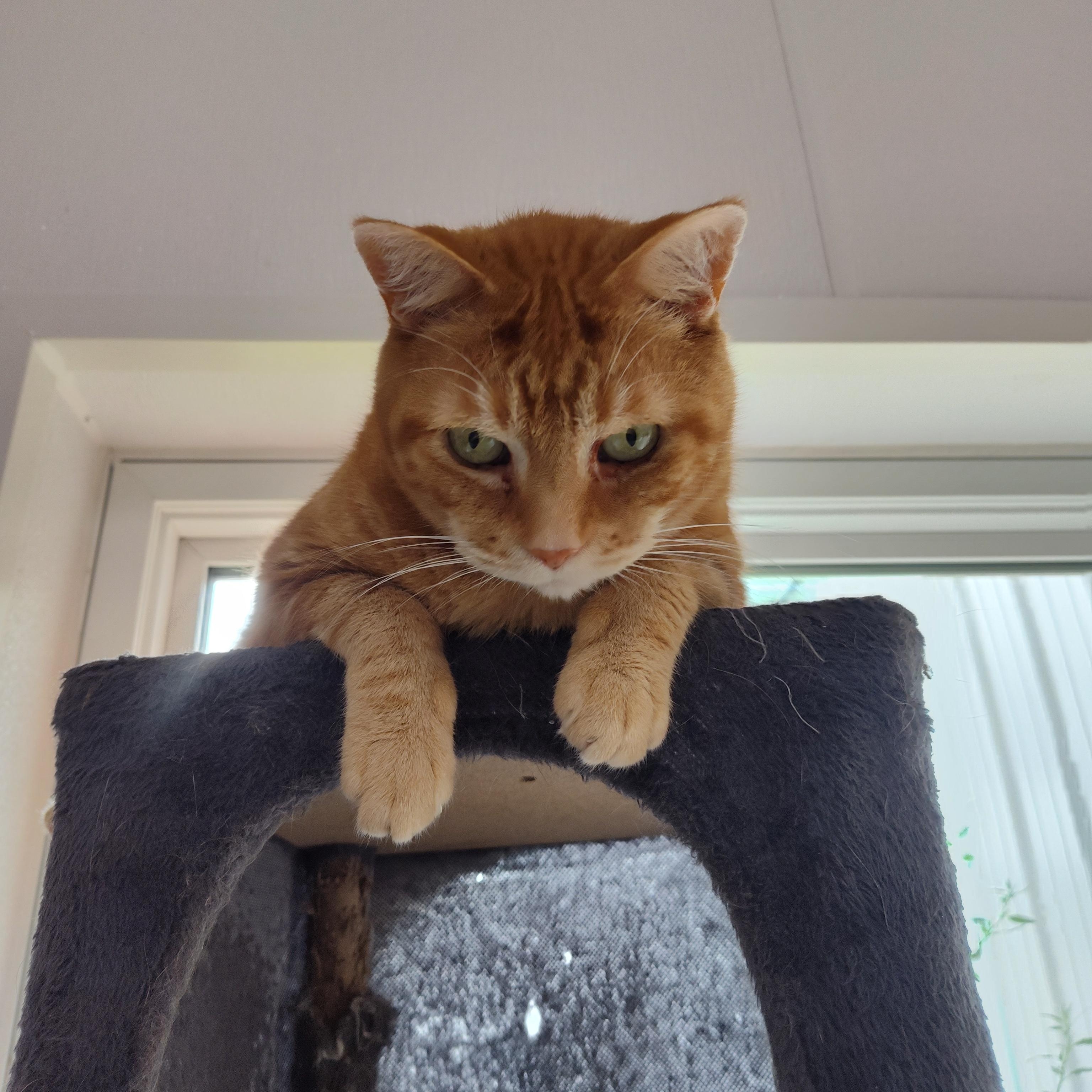 Enlarge Briar, a ADOPTABLE Domestic Short Hair in Stockbridge, MI image 1/6