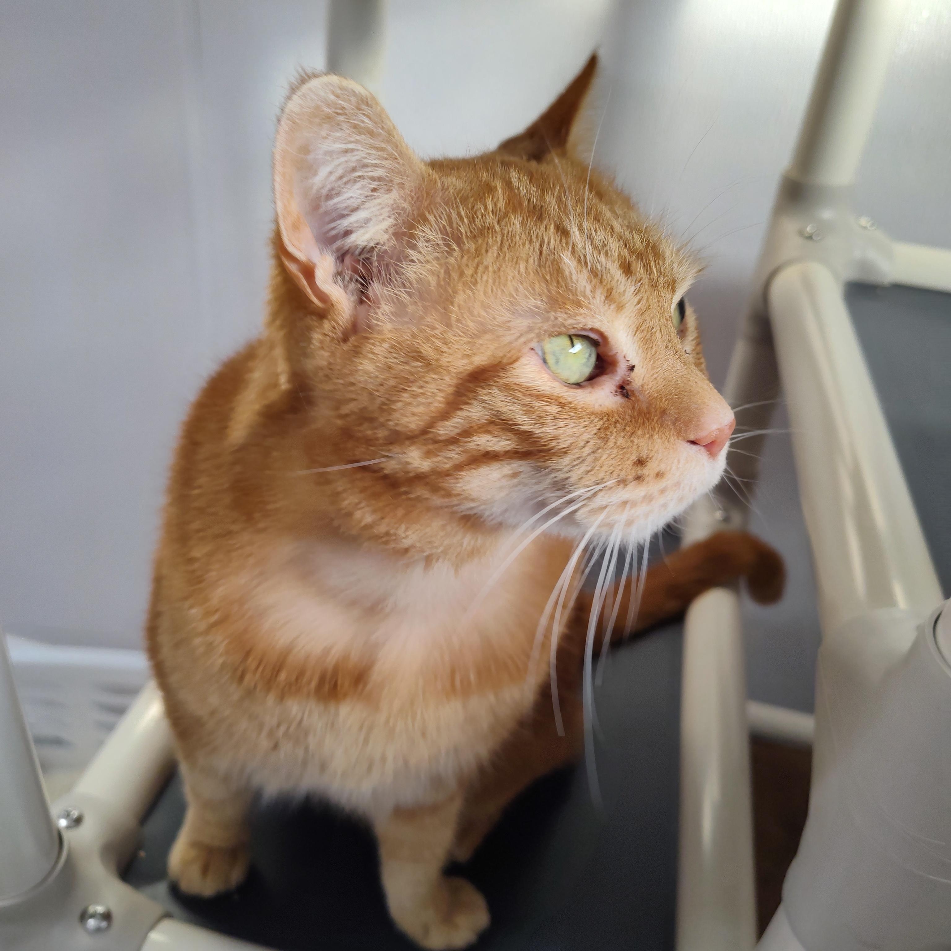 Enlarge Briar, a ADOPTABLE Domestic Short Hair in Stockbridge, MI image 2/4