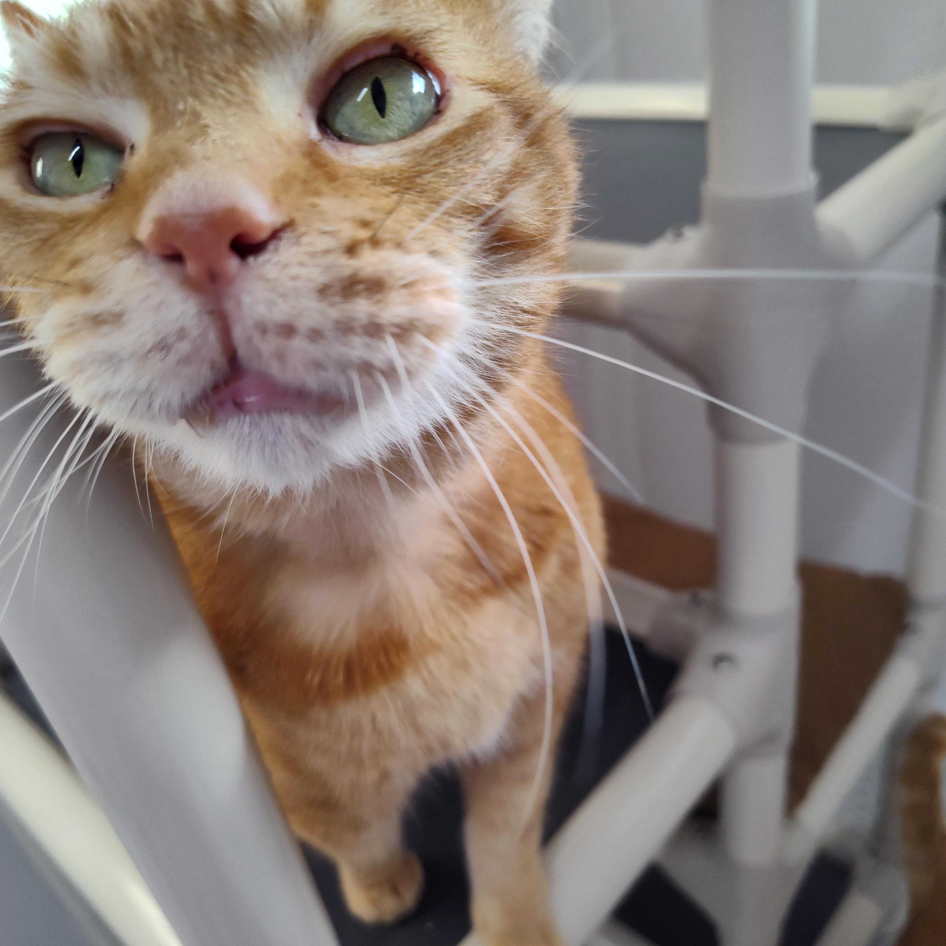 Enlarge Briar, a ADOPTABLE Domestic Short Hair in Stockbridge, MI image 3/4