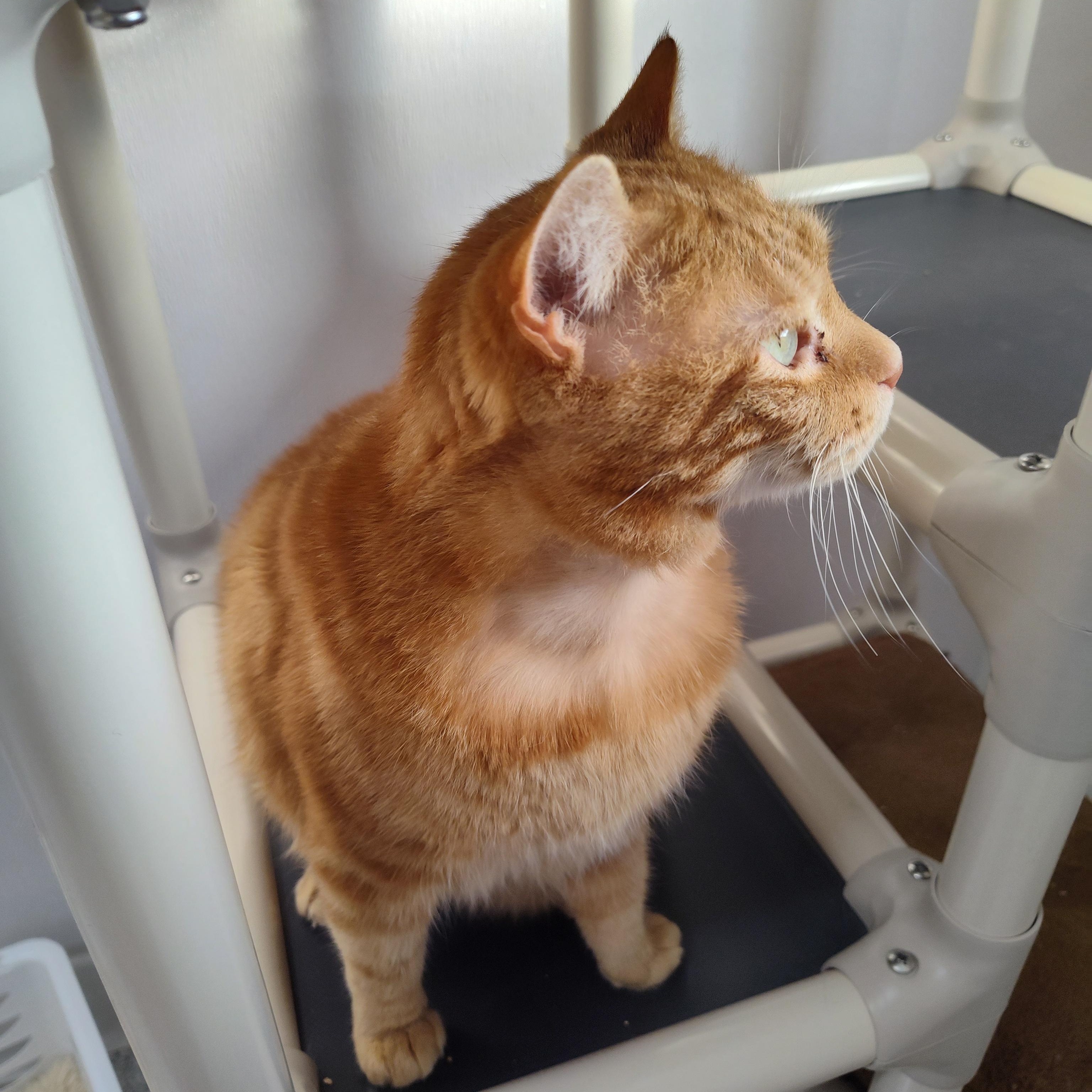 Enlarge Briar, a ADOPTABLE Domestic Short Hair in Stockbridge, MI image 4/4