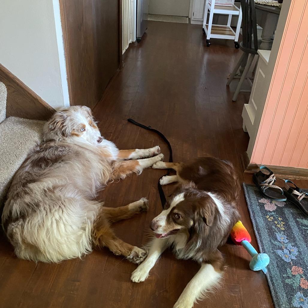 Breckett, Adoptable, Young Male Australian Shepherd.