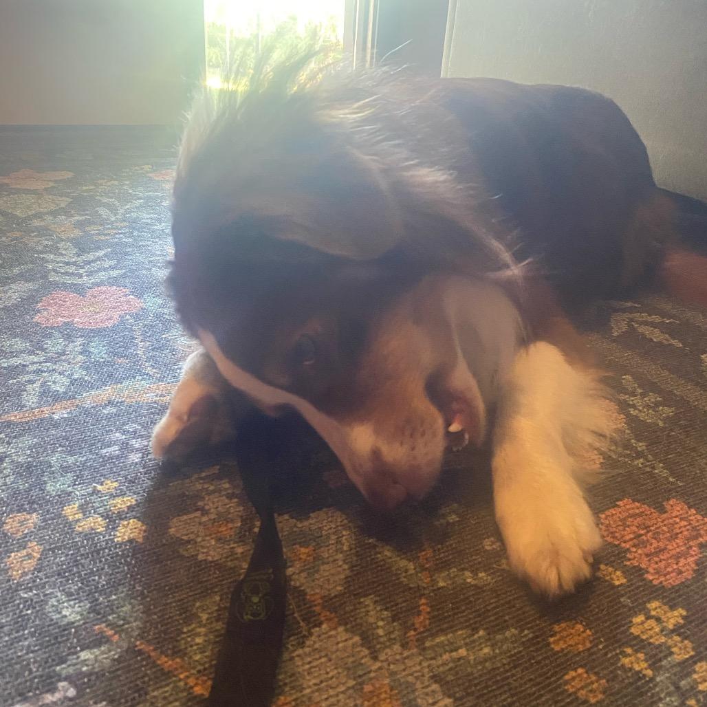 Breckett, a Adoptable Australian Shepherd in Ada, MN image 2/3