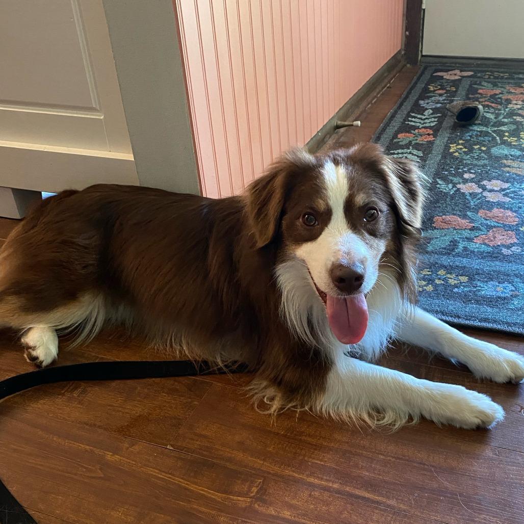 Breckett, a Adoptable Australian Shepherd in Ada, MN image 3/3