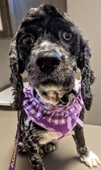Lucy, a Adoptable Cocker Spaniel in Painesville, OH image 2/3