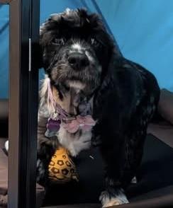 Lucy, a Adoptable Cocker Spaniel in Painesville, OH image 3/3