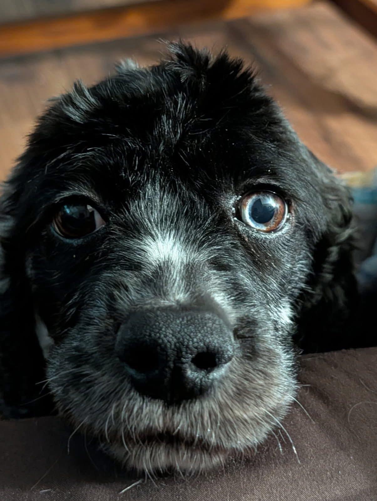 Lucy, Adoptable, Adult Female Cocker Spaniel.