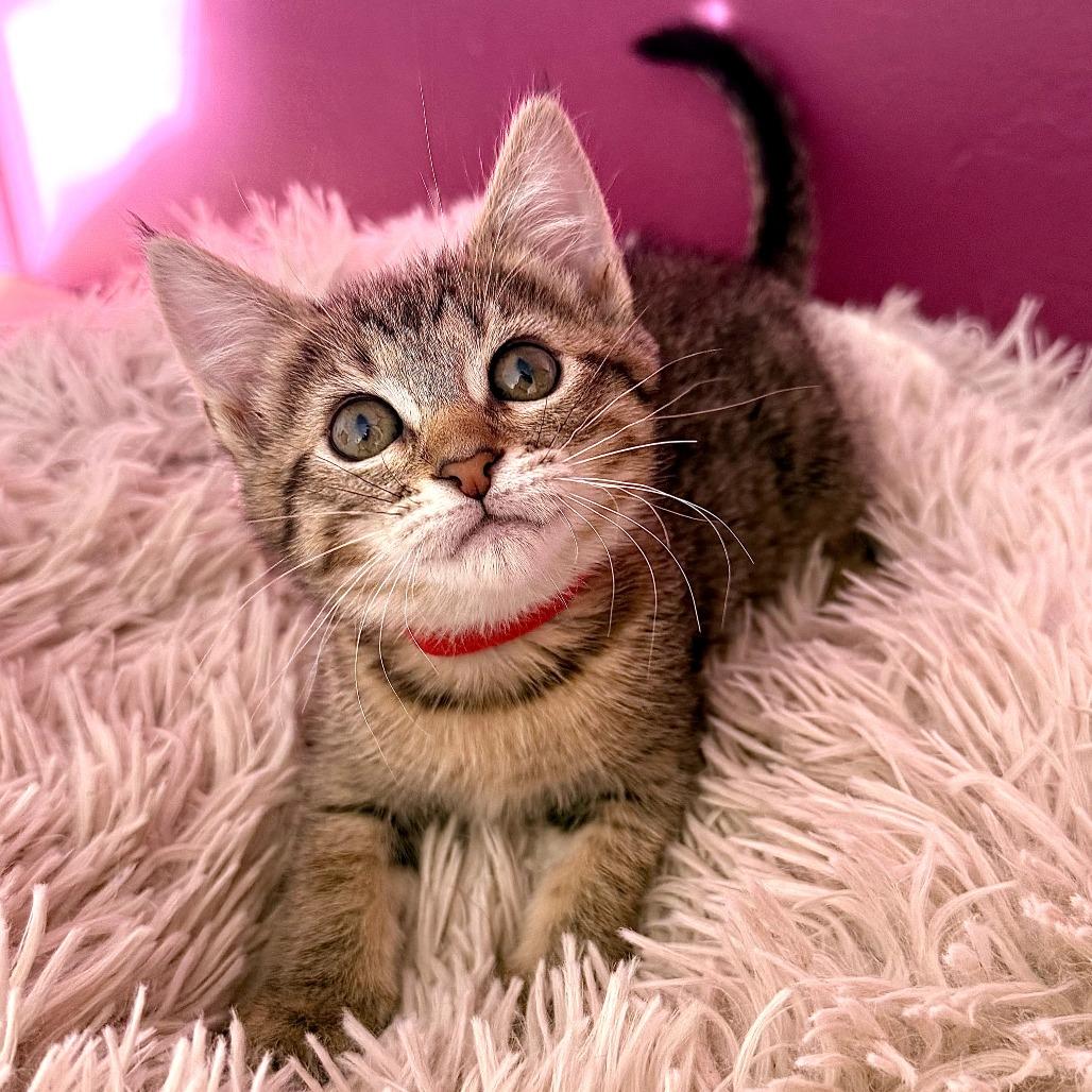 Marcie (Red), Adoptable, Kitten Female Domestic Short Hair.