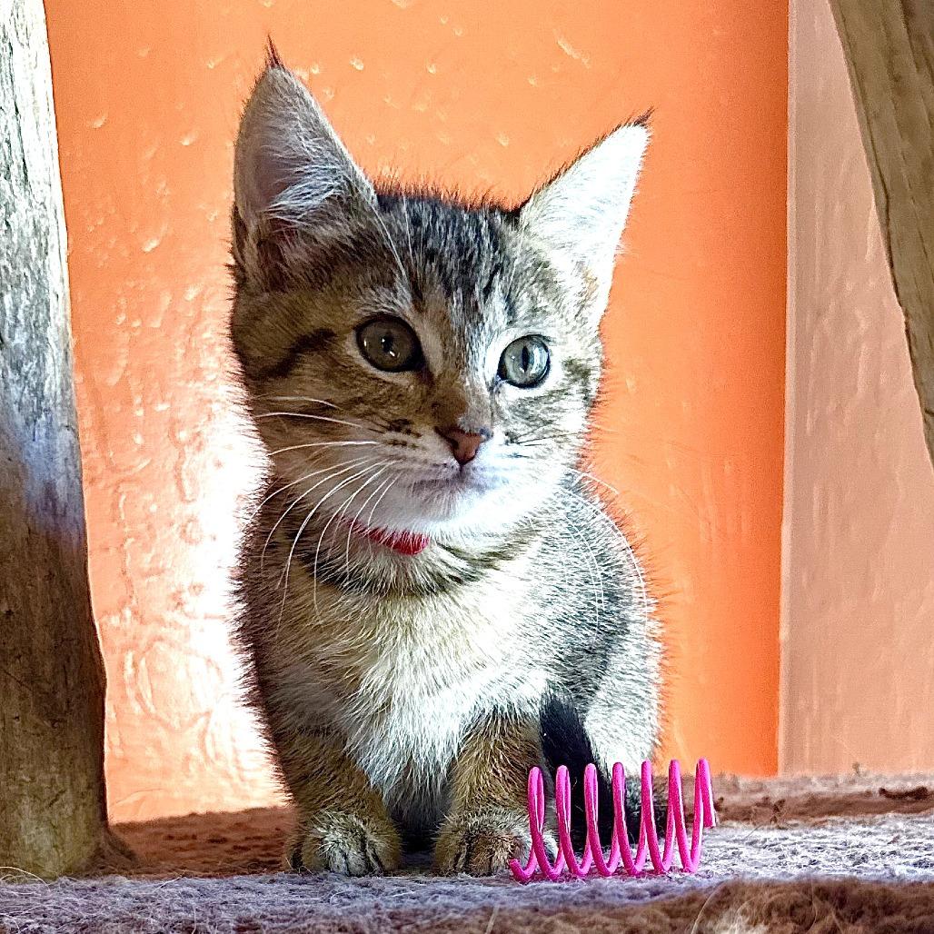 Enlarge Marcie (Red), a Adoptable Domestic Short Hair in Sunnyvale, CA image 2/3