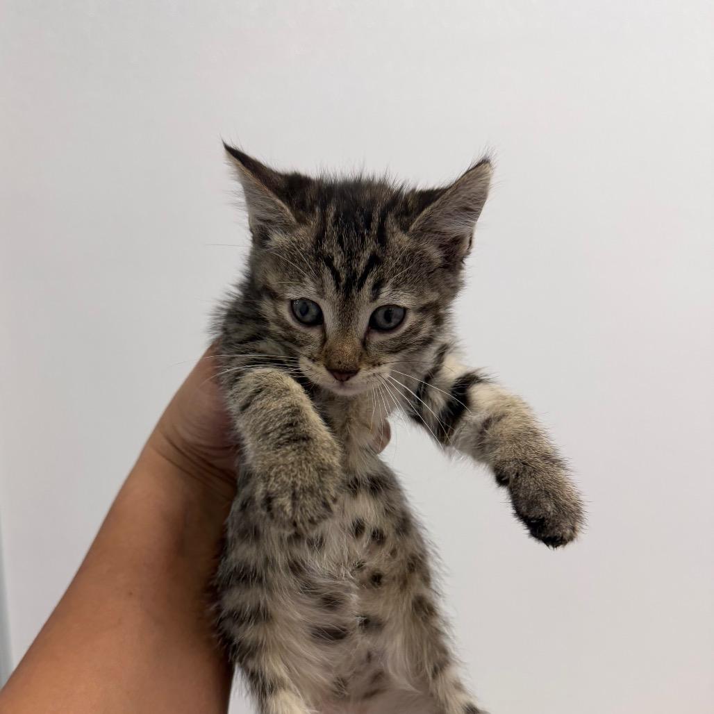 Enlarge Marcie (Red), a Adoptable Domestic Short Hair in Sunnyvale, CA image 3/3