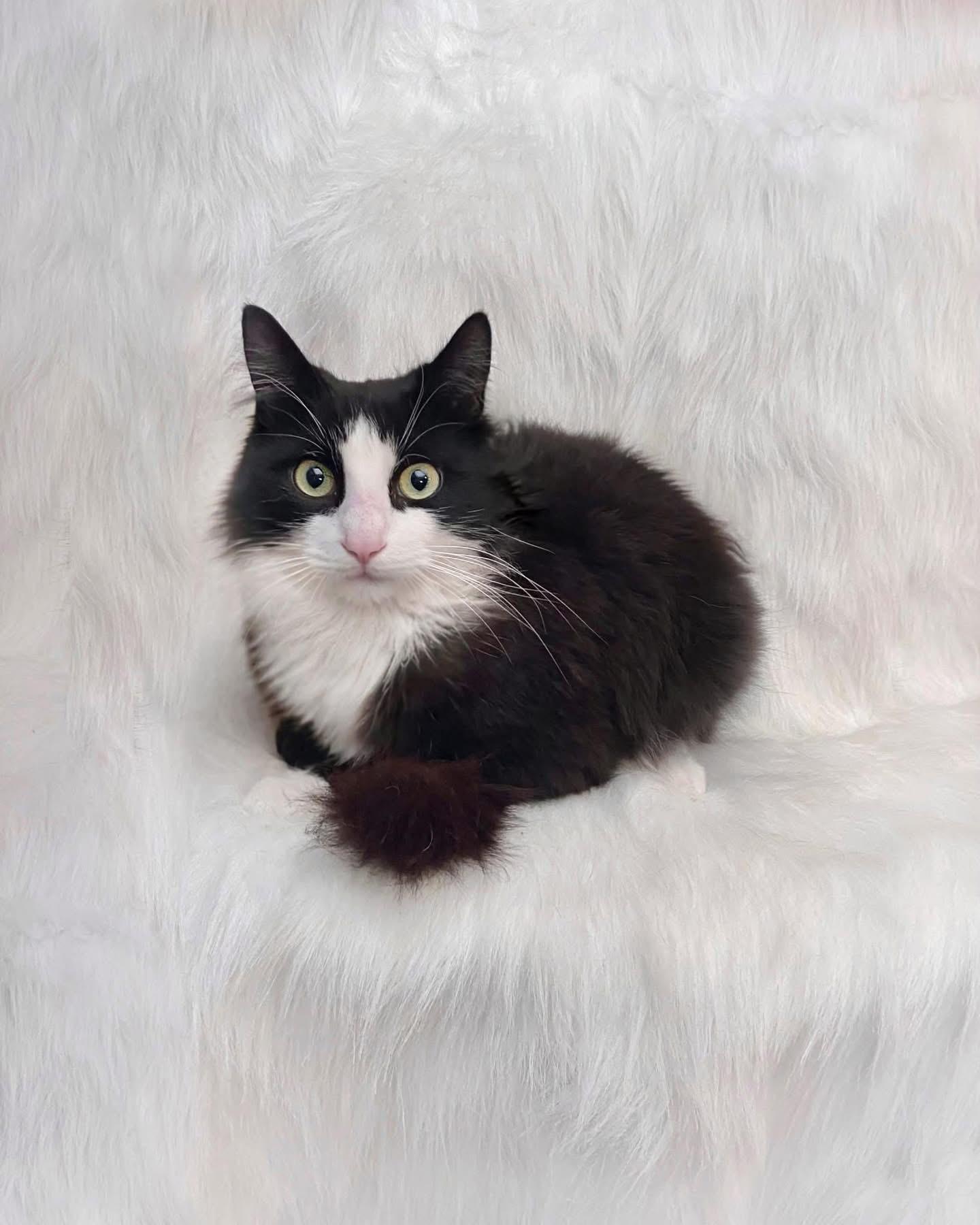 Enlarge Big Mitch, a ADOPTABLE Domestic Long Hair in Reading, PA image 1/1