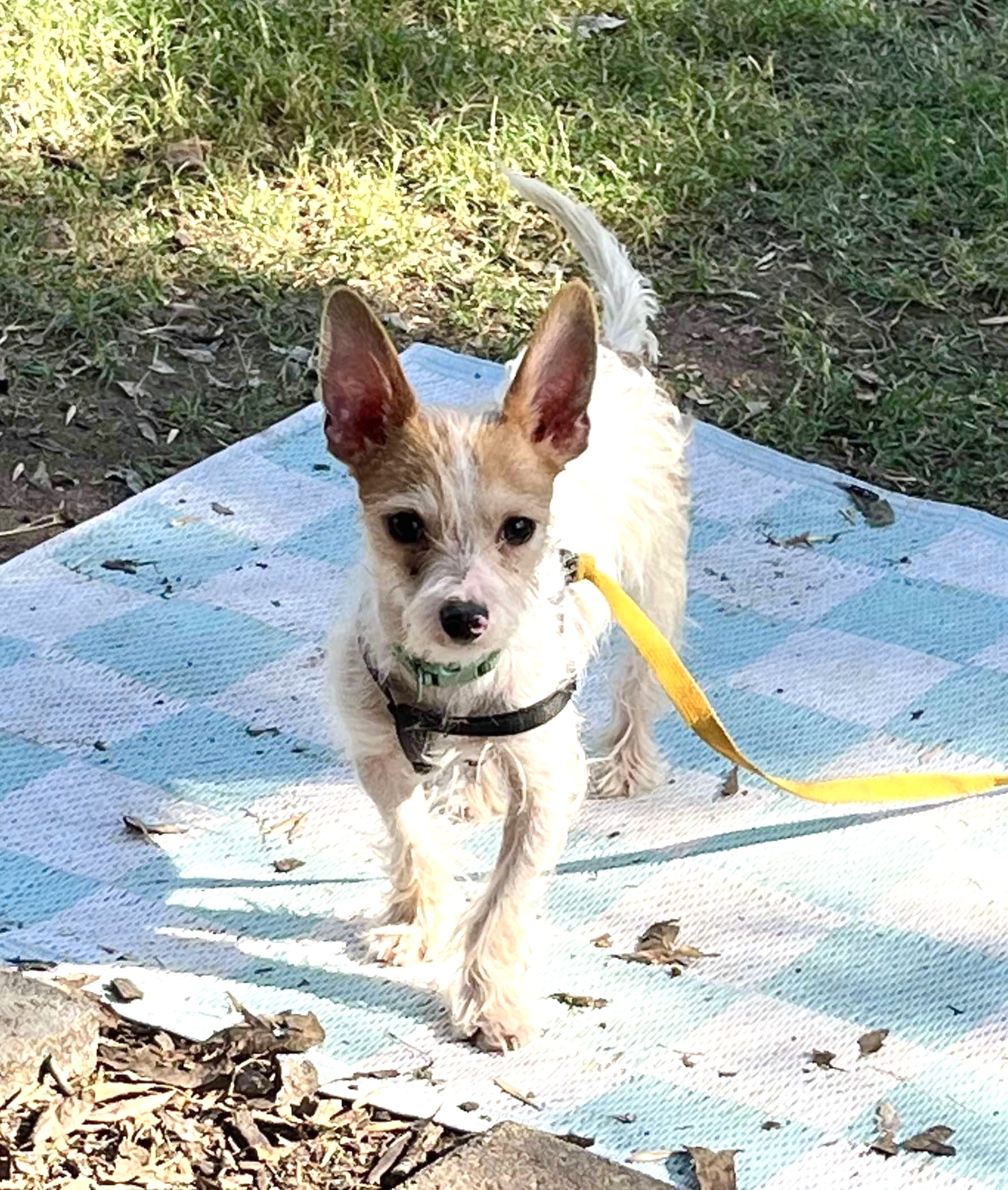 Petey a lil wire haired cat lover, Adoptable, Adult Male Chihuahua & Cairn Terrier.