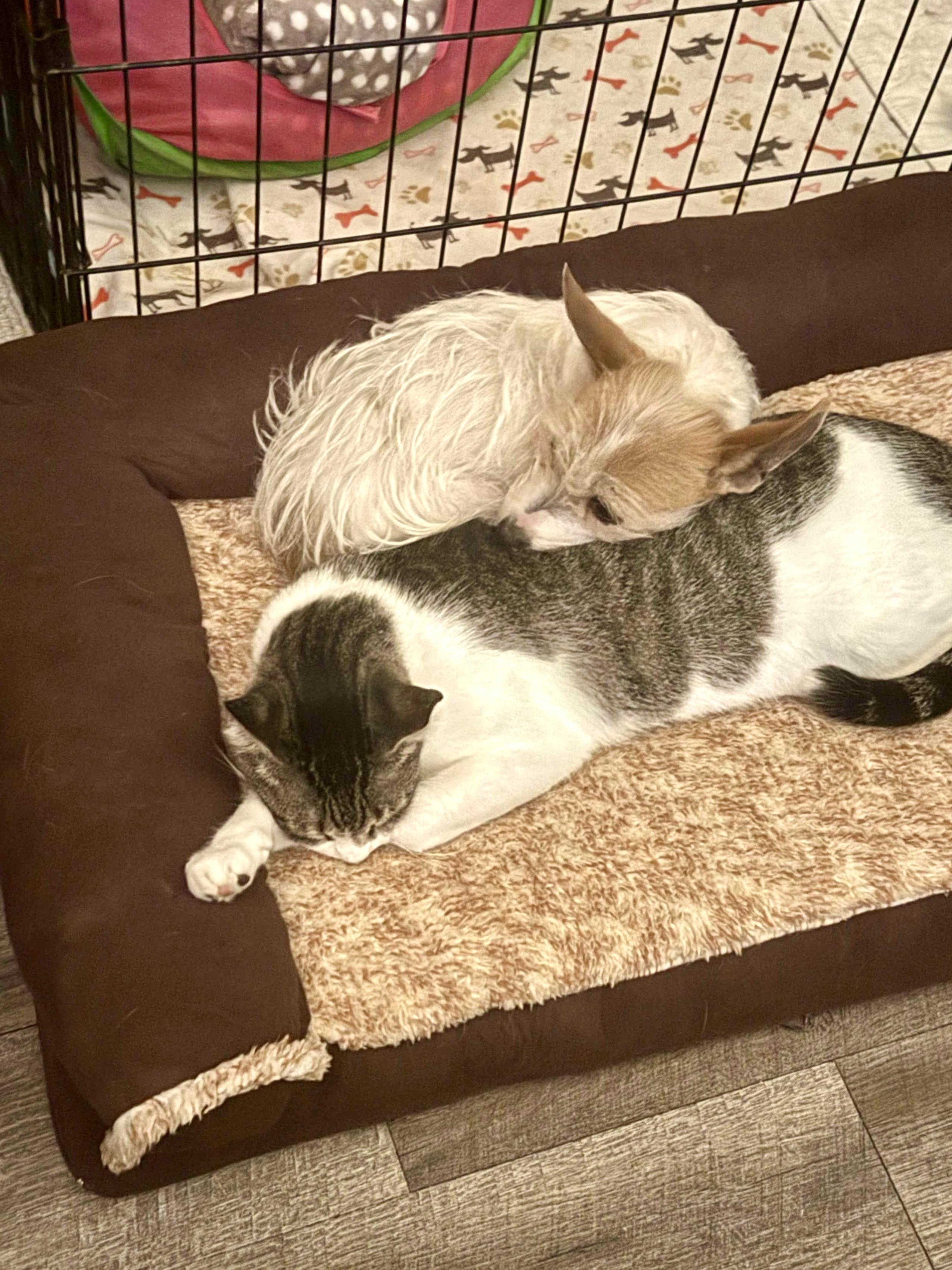 Petey a lil wire haired cat lover, a Adoptable mixed breed in Lockhart, TX image 3/6