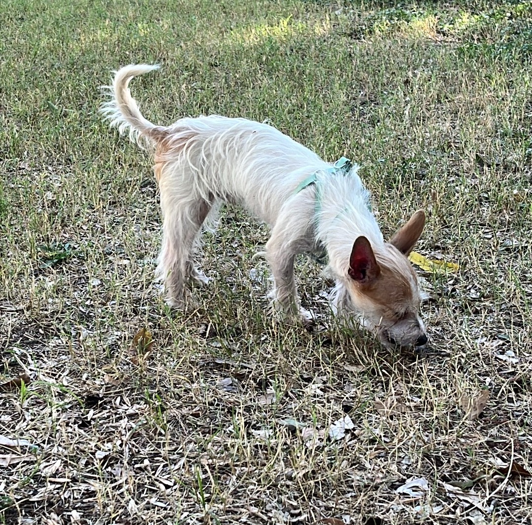 Petey a lil wire haired cat lover, a Adoptable mixed breed in Lockhart, TX image 5/6