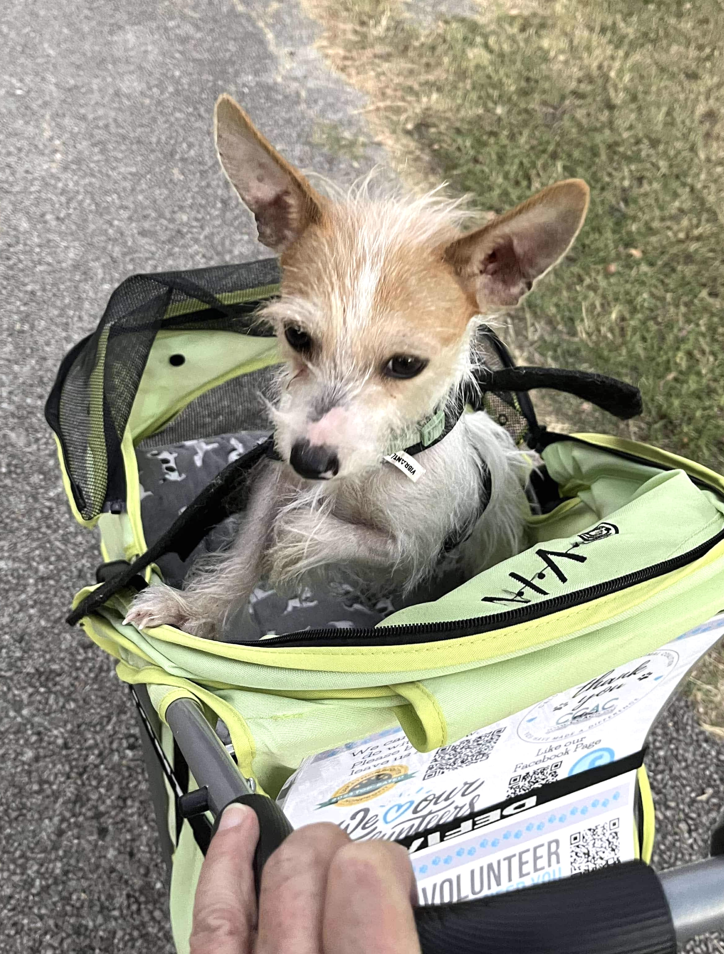 Petey a lil wire haired cat lover, a Adoptable mixed breed in Lockhart, TX image 6/6