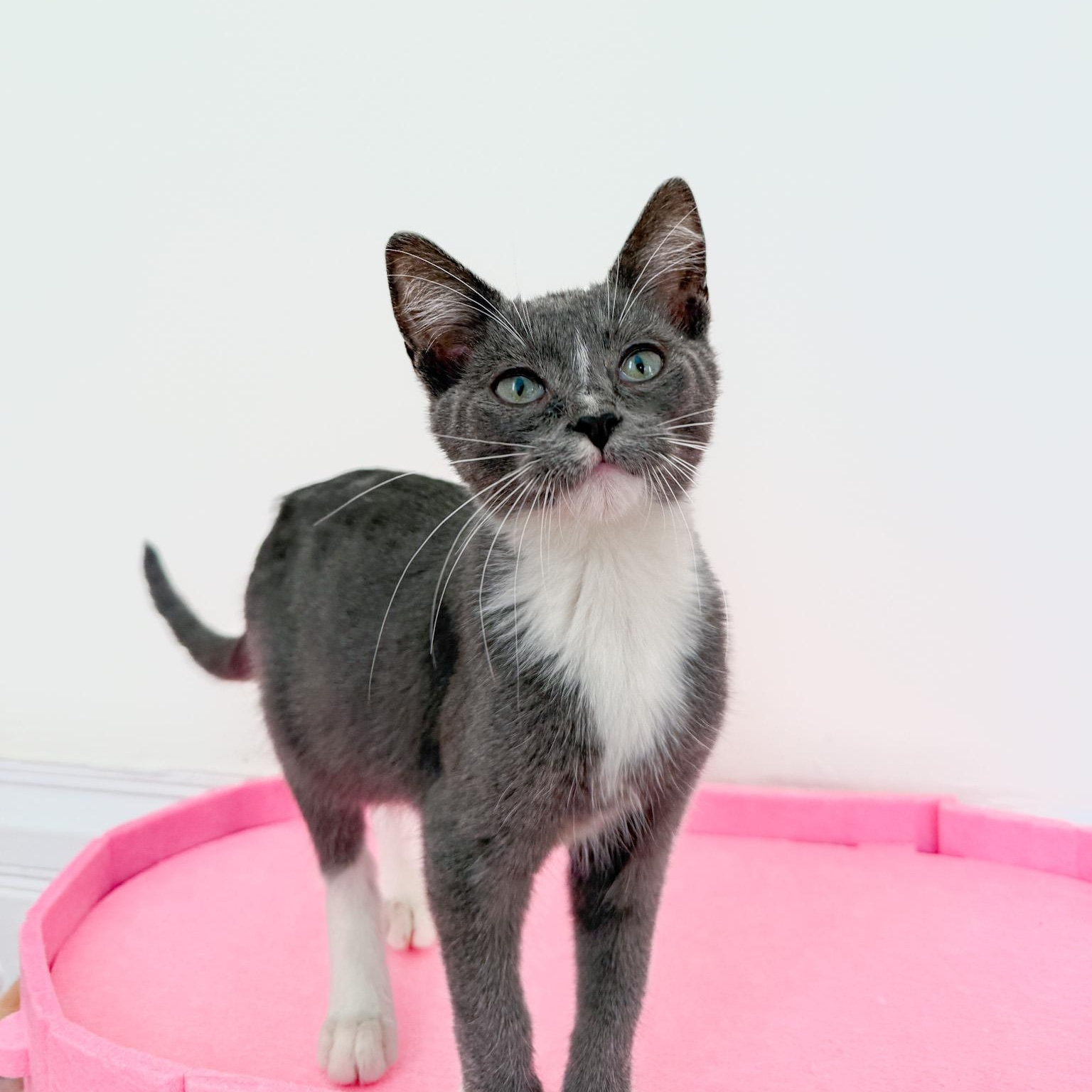 Wembley, Adoptable, Young Male Domestic Short Hair.
