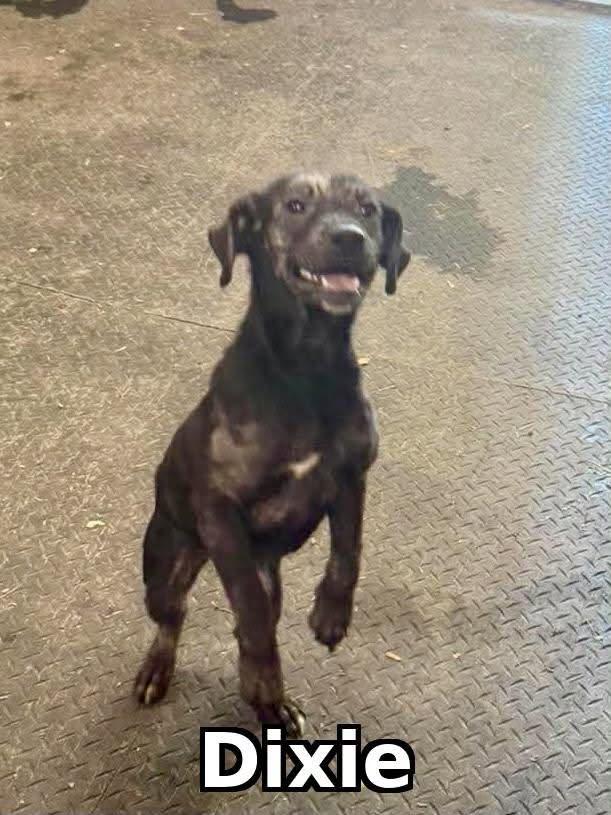 Enlarge Dixie, a Adoptable Mixed Breed in Rock Hill, NY image 2/2