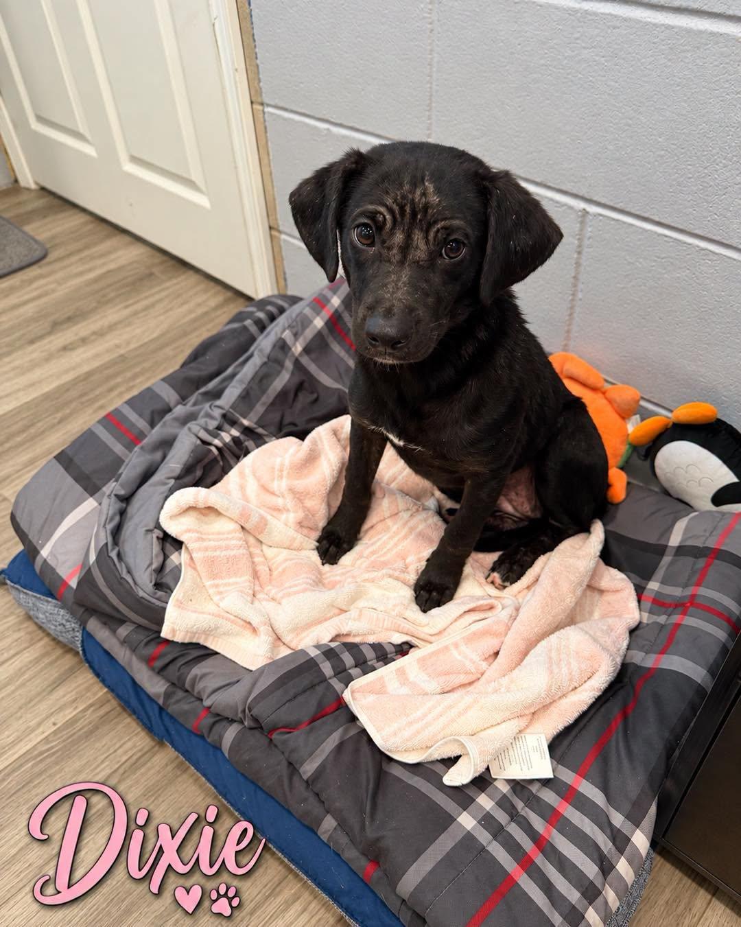 Enlarge Dixie, a Adoption Pending Mixed Breed in Rock Hill, NY image 2/4