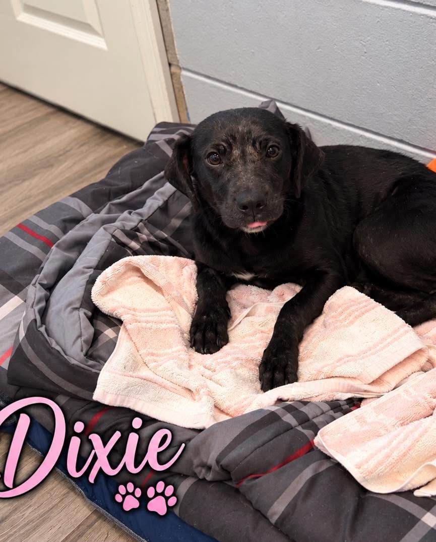 Enlarge Dixie, a Adoption Pending Mixed Breed in Rock Hill, NY image 1/4