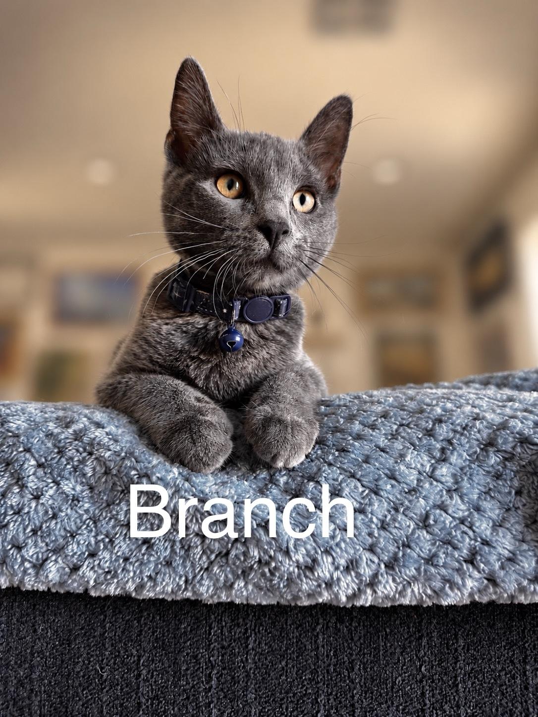 Branch, Adopted, Young Male Russian Blue & Domestic Short Hair.