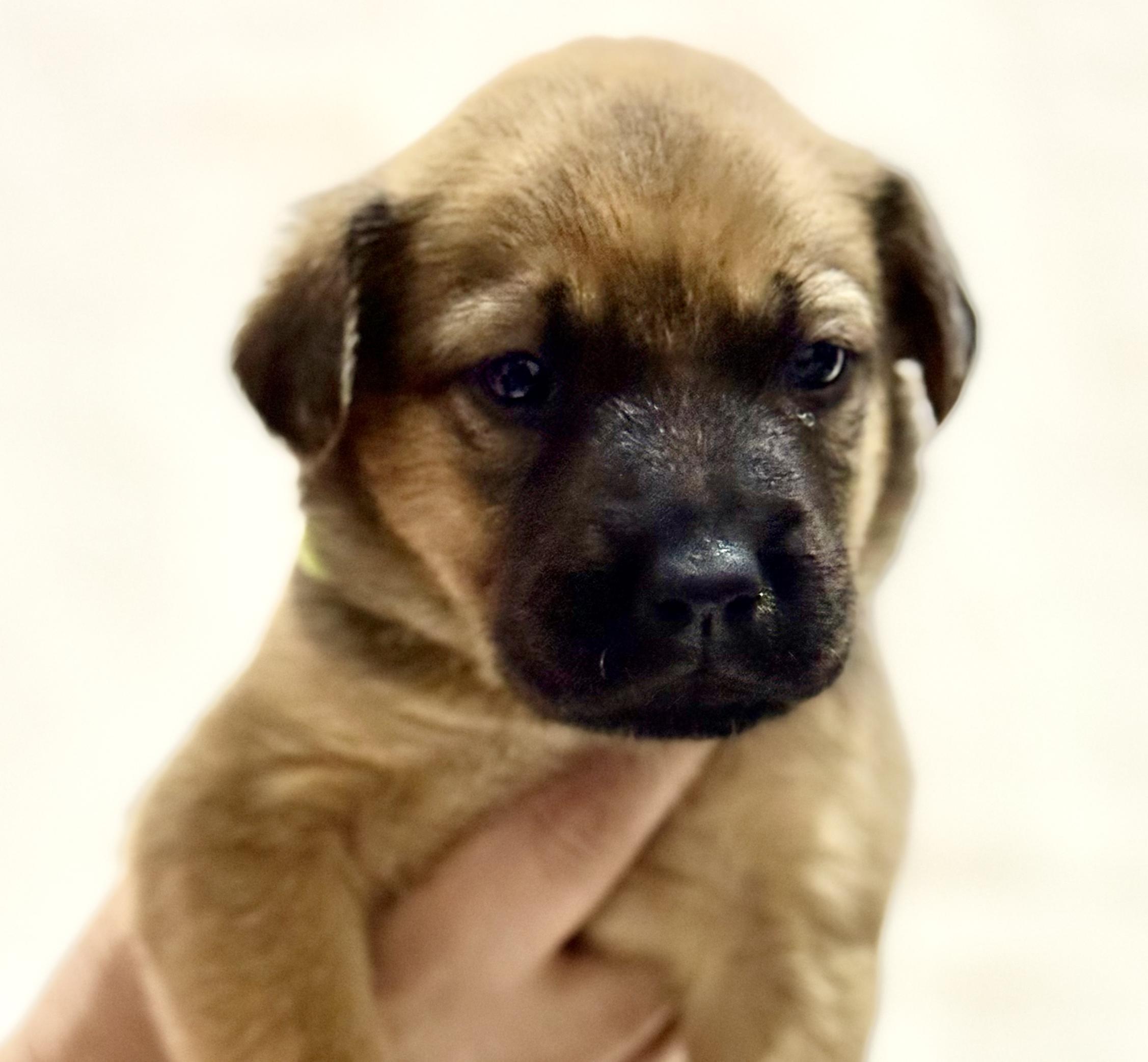 Cupid — thumbnail 4