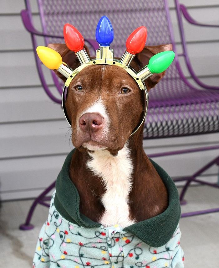 ROCKO, a ADOPTABLE Mixed Breed in Pegram, TN image 1/6